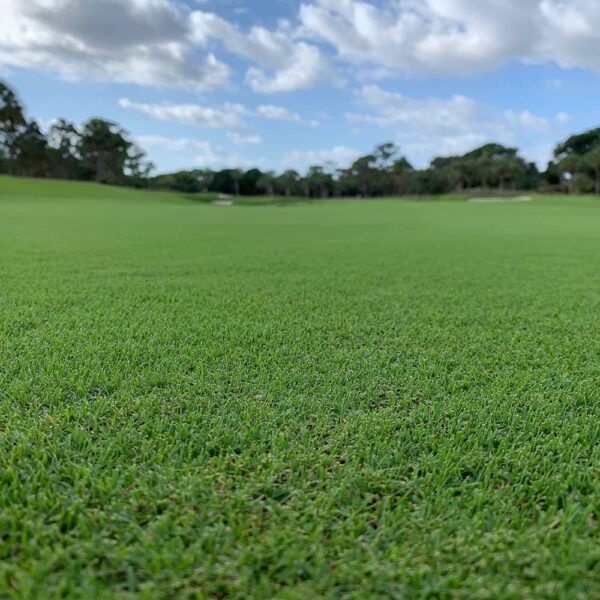 Latitude 36 Bermuda Grass Golf Course